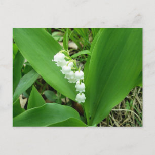 Lily of The Valley Postcard