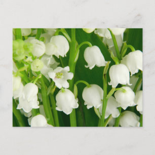 Lily of the Valley White Spring Flowers Postcard