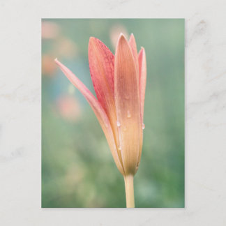 Lily opening on a dewy morning postcard