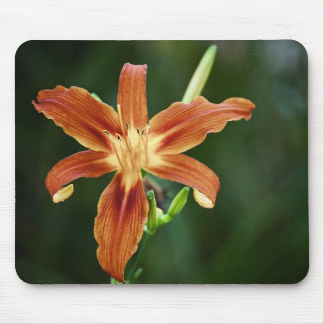 Lily P6588 Mousepad (Front)