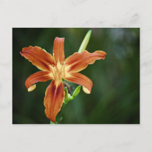 Lily P6588 Postcard