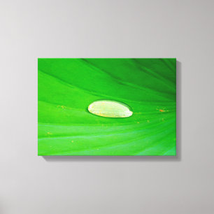 Lily Pad Canvas Print