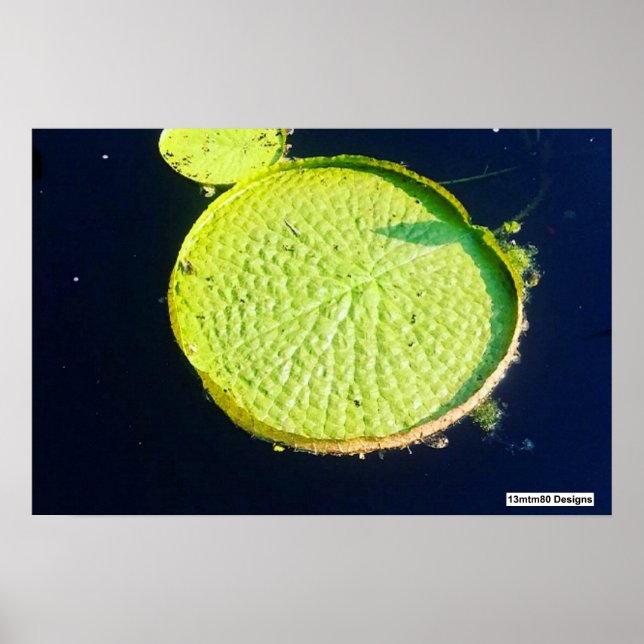 Lily Pad (Chicago) - Affiche (Devant)