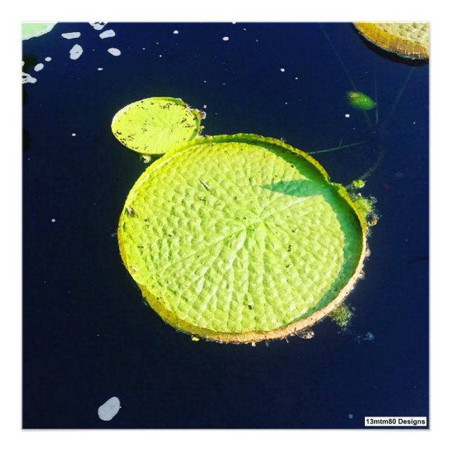 Lily Pad (Chicago) - Photo Print (Front)