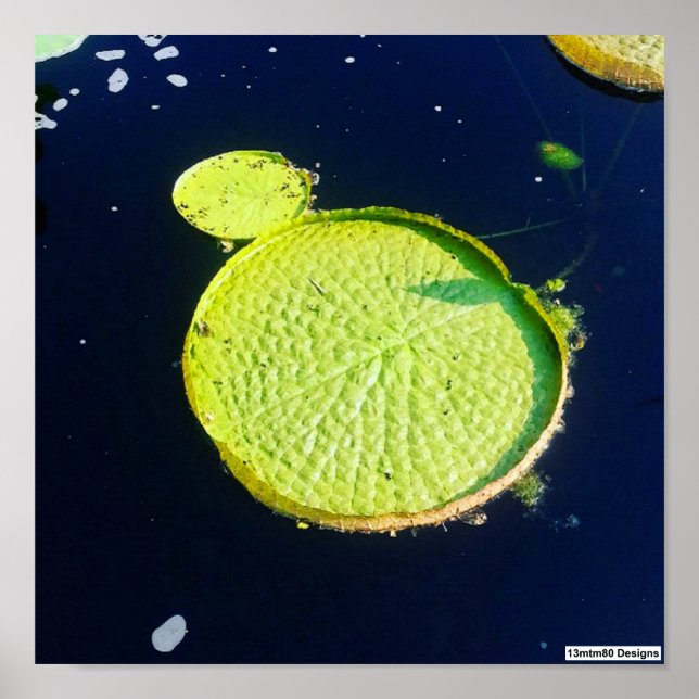 Lily Pad (Chicago) - Poster (Front)