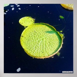 Lily Pad (Chicago) - Poster