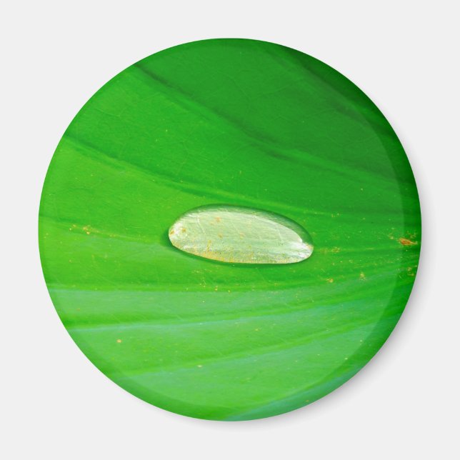 Lily Pad Magnet (Front)