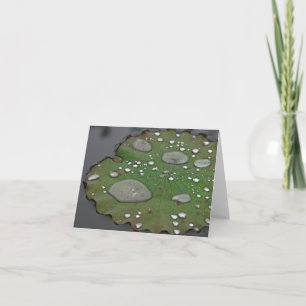 Lily Pad Note Cards