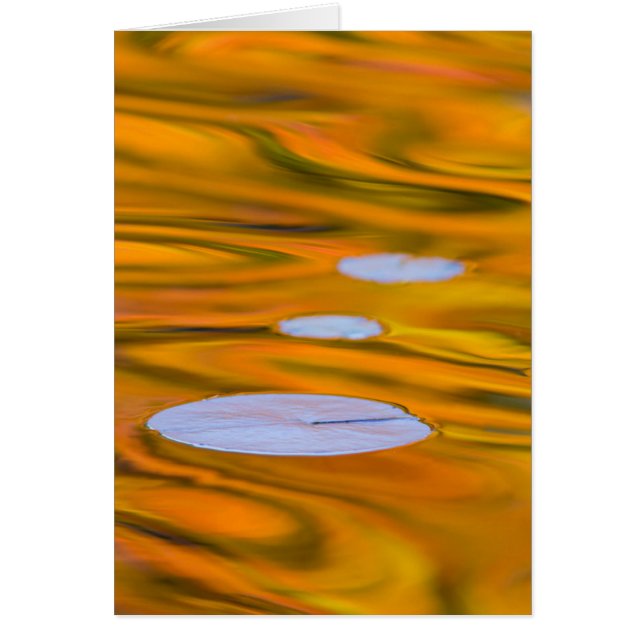 Lily pad on orange water, Canada (Front)
