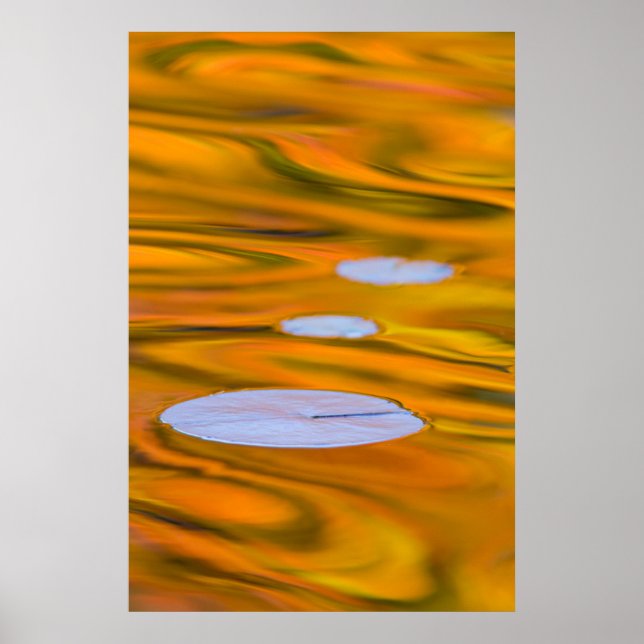 Lily pad on orange water, Canada Poster (Front)