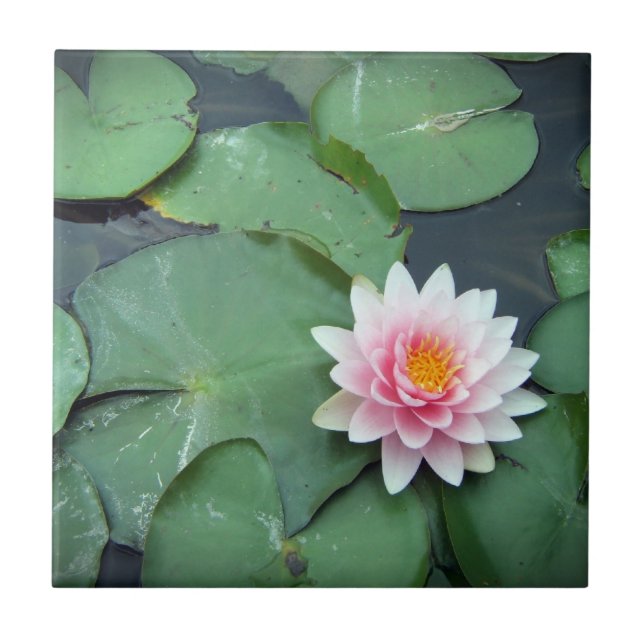Lily Pad Pond Flower, Pink and Green Photo Tile (Front)