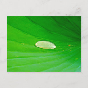 Lily Pad postcard