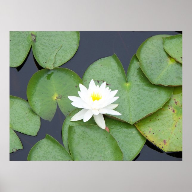 Lily Pad Poster (Front)