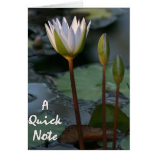 Lily Pad “quick note”