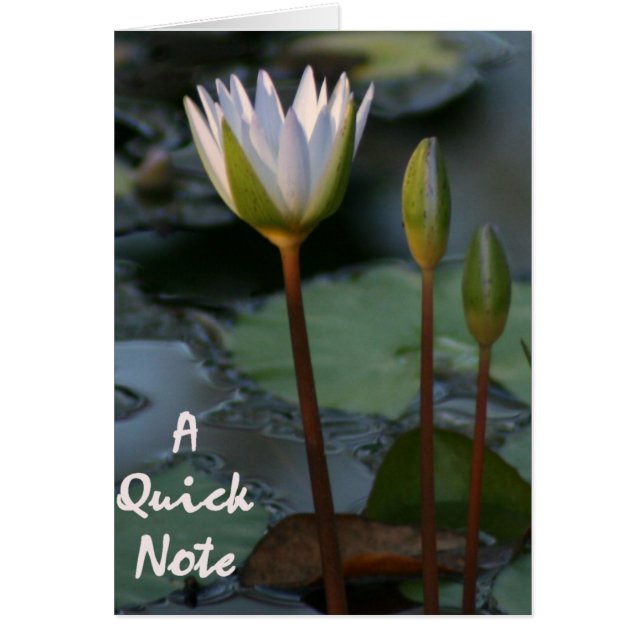 Lily Pad “quick note” (Front)