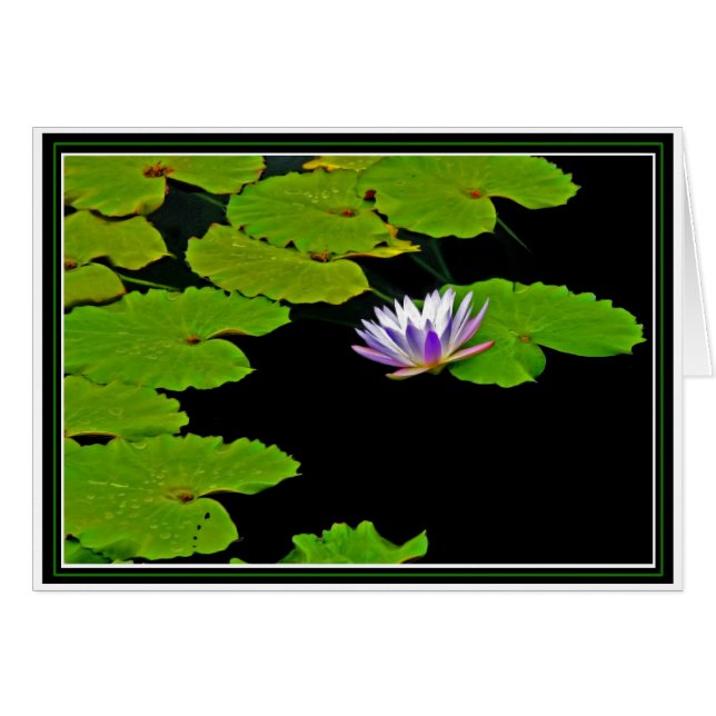 Lily Pads (Front Horizontal)