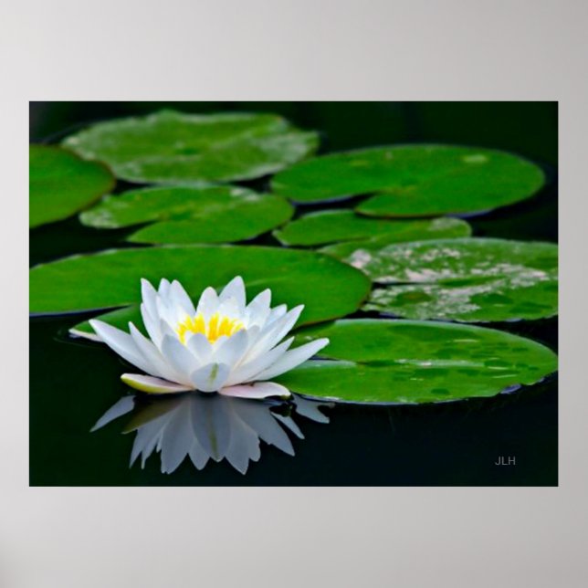 Lily Pads and Lotus Poster (Front)
