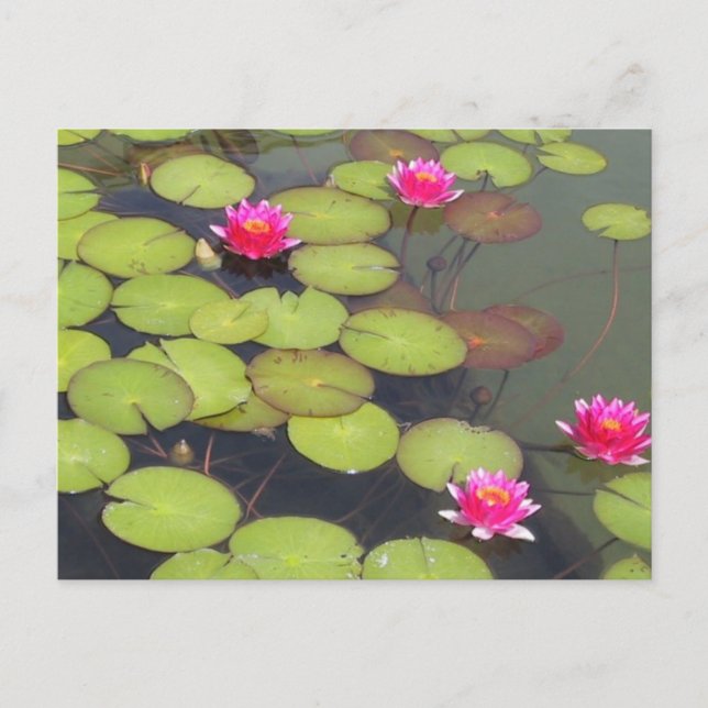 Lily Pads and Lotus Zen Post Card (Front)