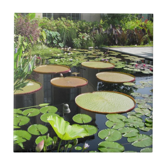 Lily Pads at Longwood Gardens Tile (Front)
