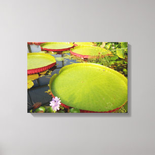 Lily Pads Canvas Print