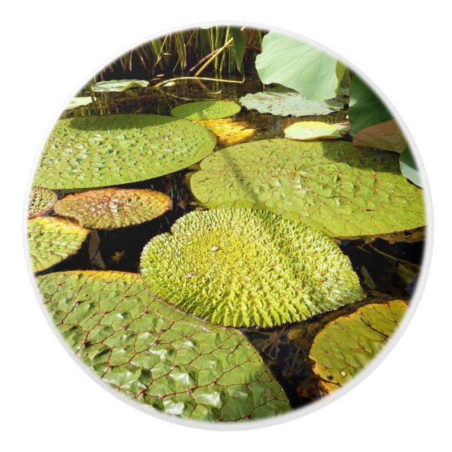 Lily Pads Ceramic Knob (Front)