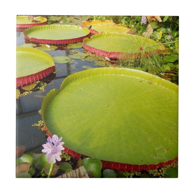 Lily Pads Ceramic Tile (Front)
