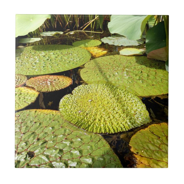 Lily Pads Ceramic Tile (Front)