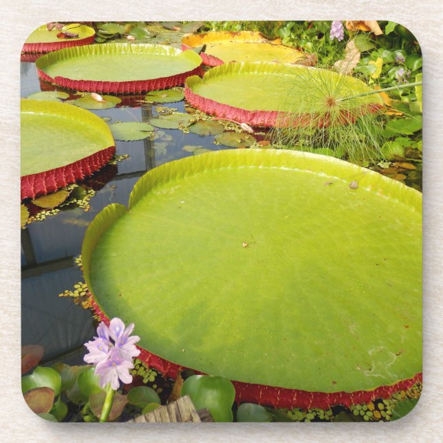 Lily Pads Hard Plastic Coaster (Front)