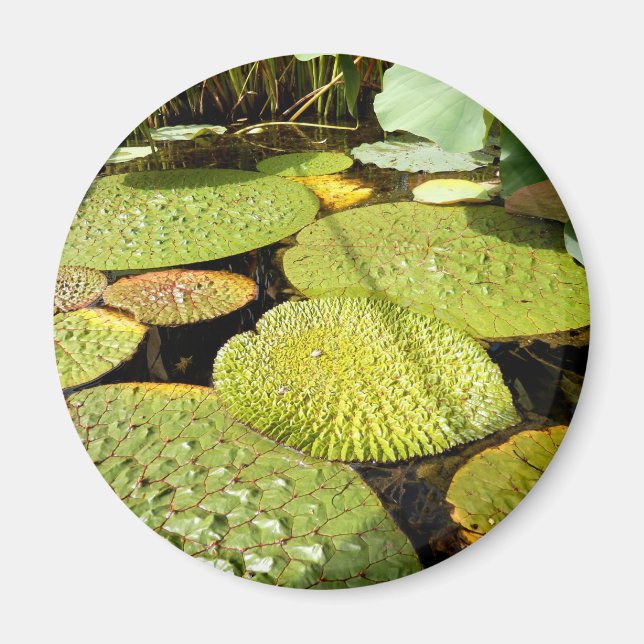 Lily Pads Magnet (Front)