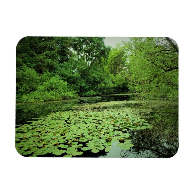 Lily Pads on the Pond Magnet (Horizontal)