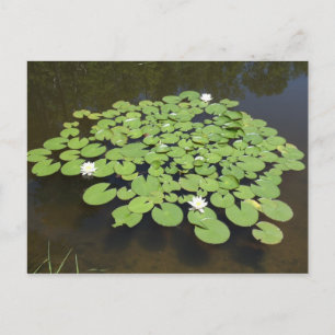 Lily Pads on the Pond - Postcard