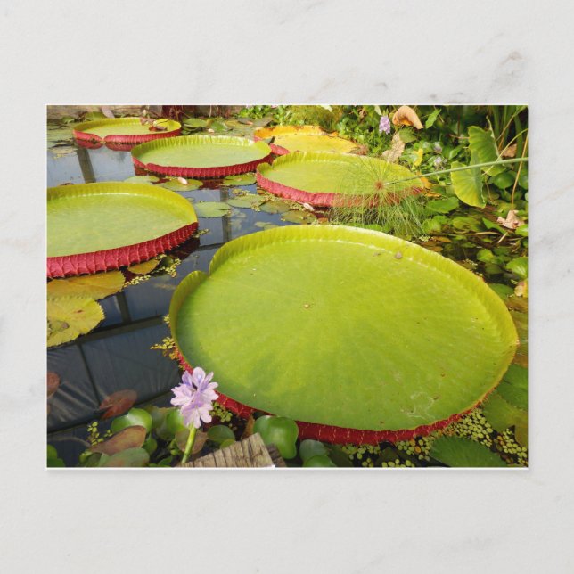Lily Pads Postcard (Front)