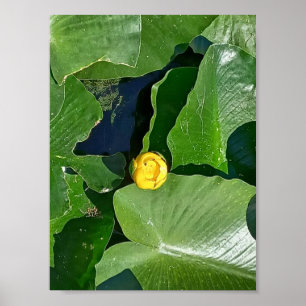 Lily Pads Poster