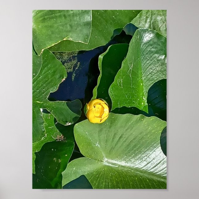 Lily Pads Poster (Front)