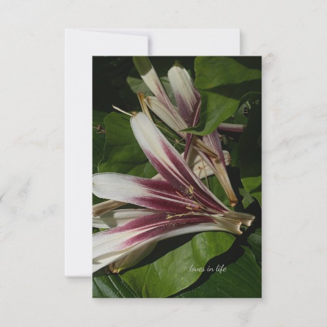 Lily Petals Card (Front)