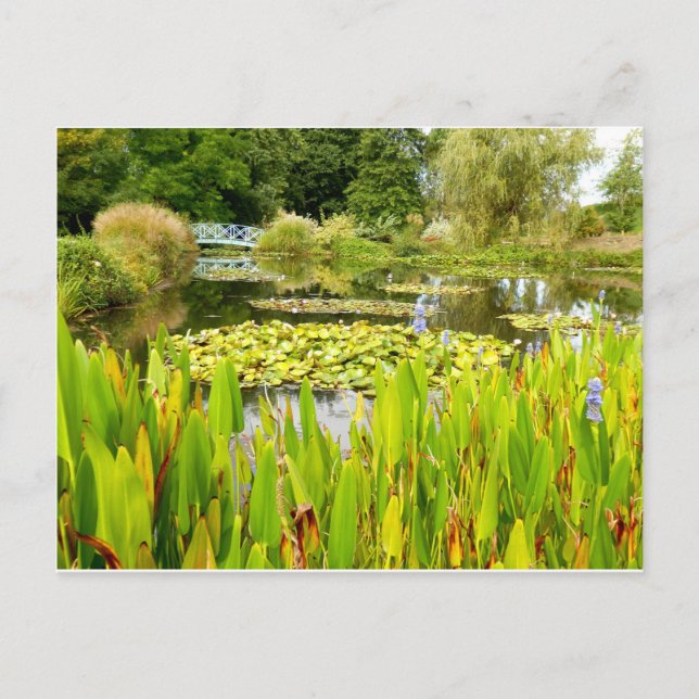 Lily Pond Postcard (Front)