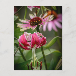 Lily postcard