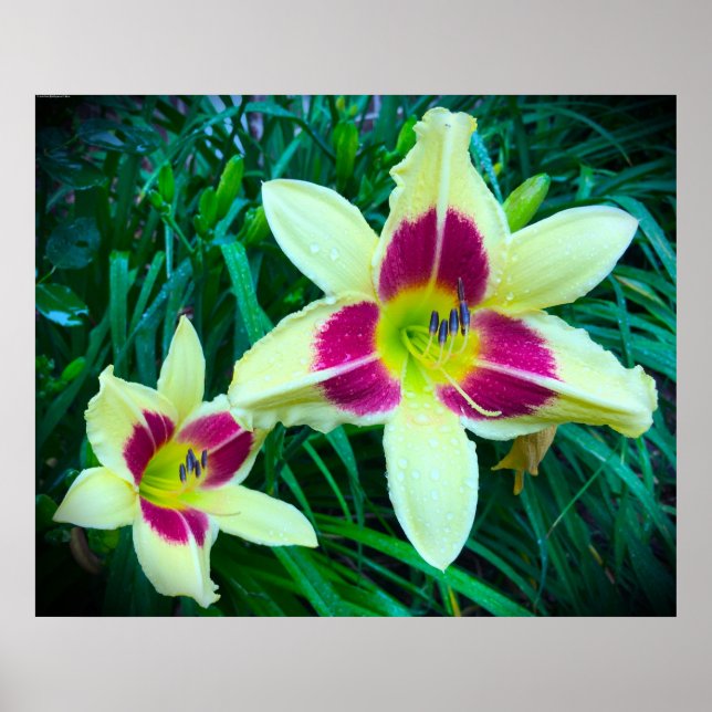 Lily, Poster (Front)