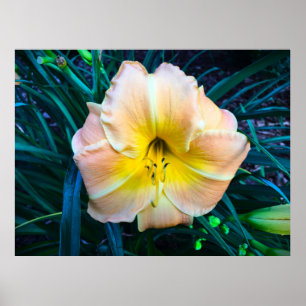 Lily, Poster