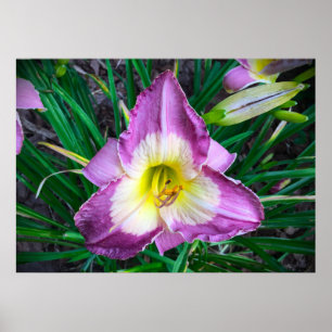 Lily, Poster