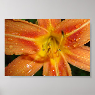 lily poster