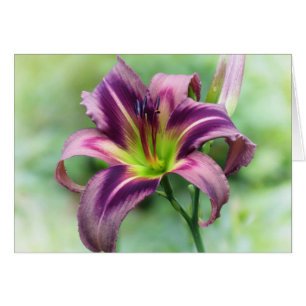 Lily Star - Jour