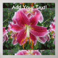 Lily Stargazer Purple Flower