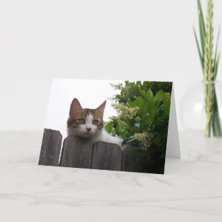 Lily the Cat Greeting Card 04