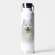 Lily the samoyed