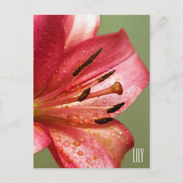 Lily Vertical Postcard (Front)