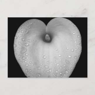 Lily with raindrops postcard