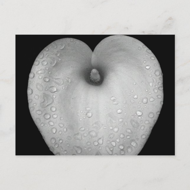 Lily with raindrops postcard (Front)