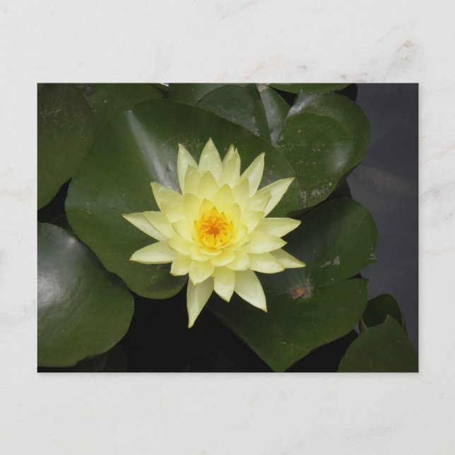 Lilypad Postcard (Front)