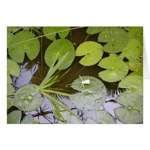 Lilypads luxuriant